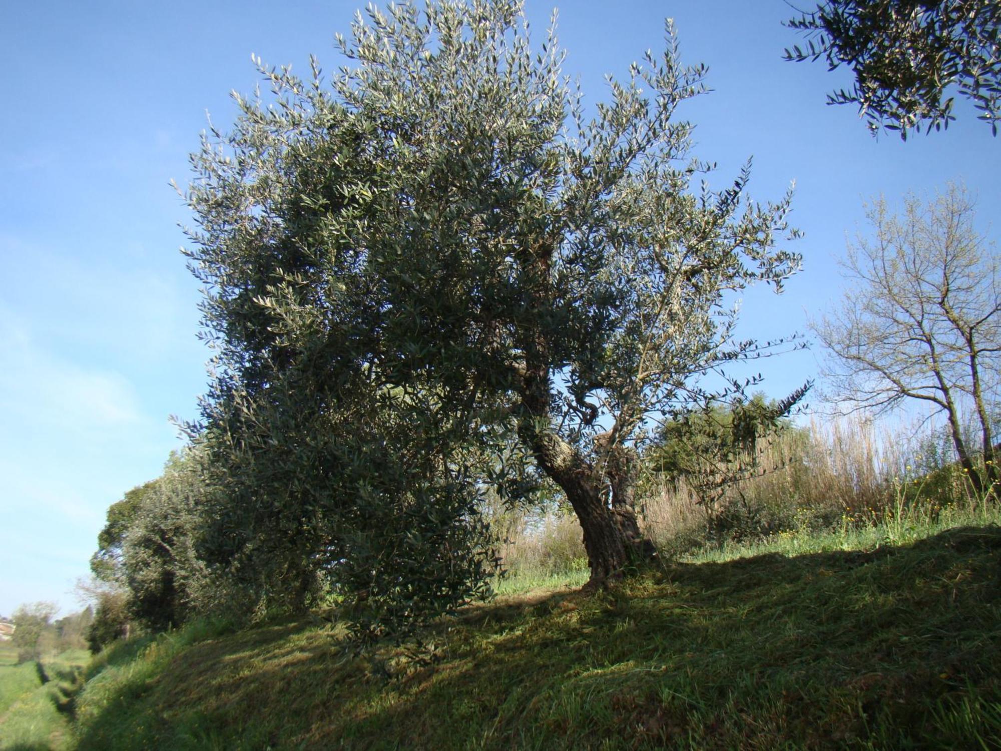 Podere Gian Battaglia Fucecchio Exterior photo